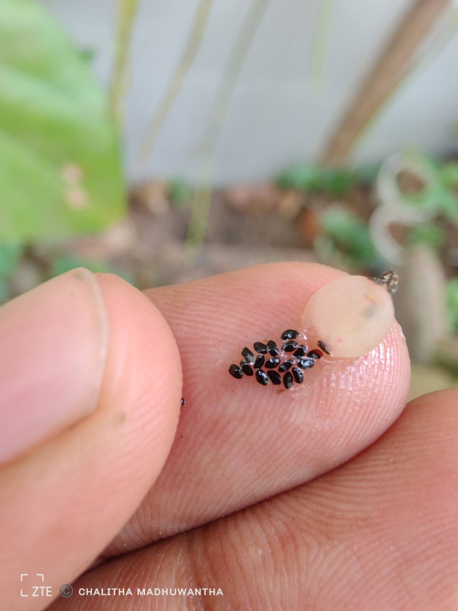 Rhipsalis baccifera (J.S.Muell.) Stearn