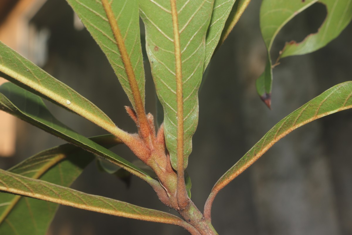 Madhuca clavata Jayas.