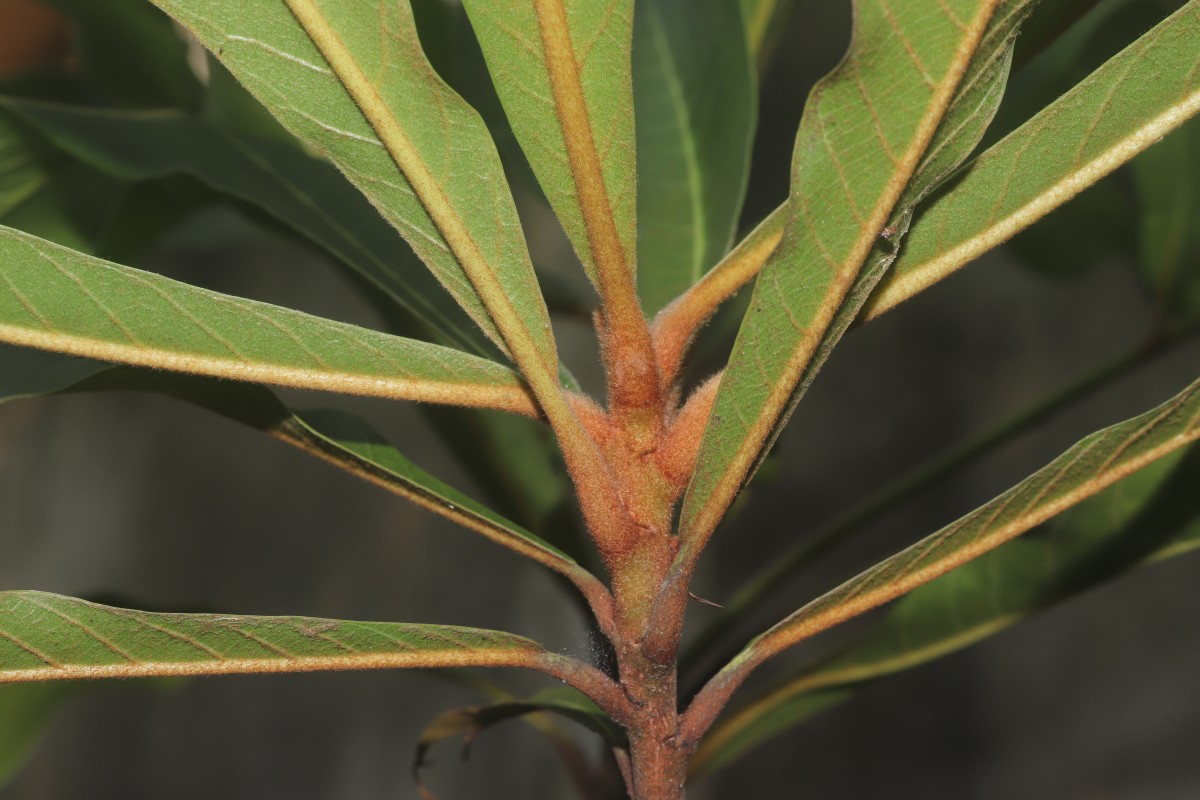 Madhuca clavata Jayas.