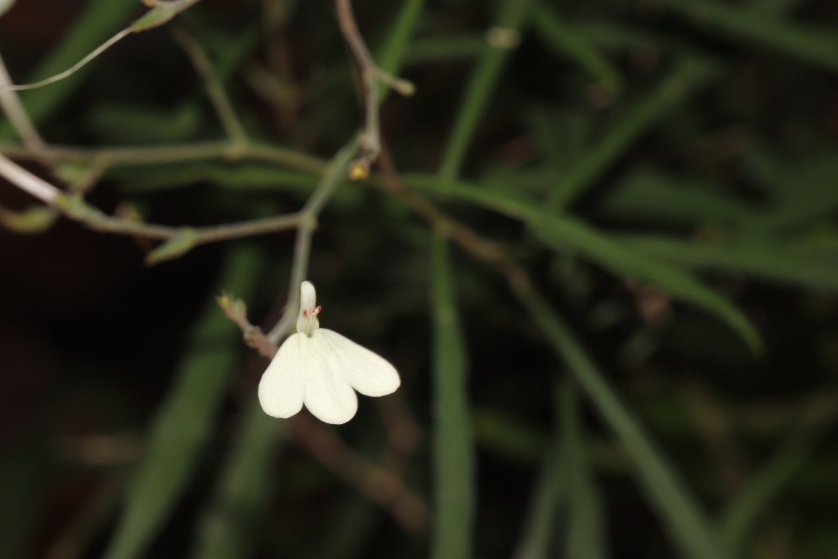 Rhinacanthus flavovirens Amaras. & Wijes.
