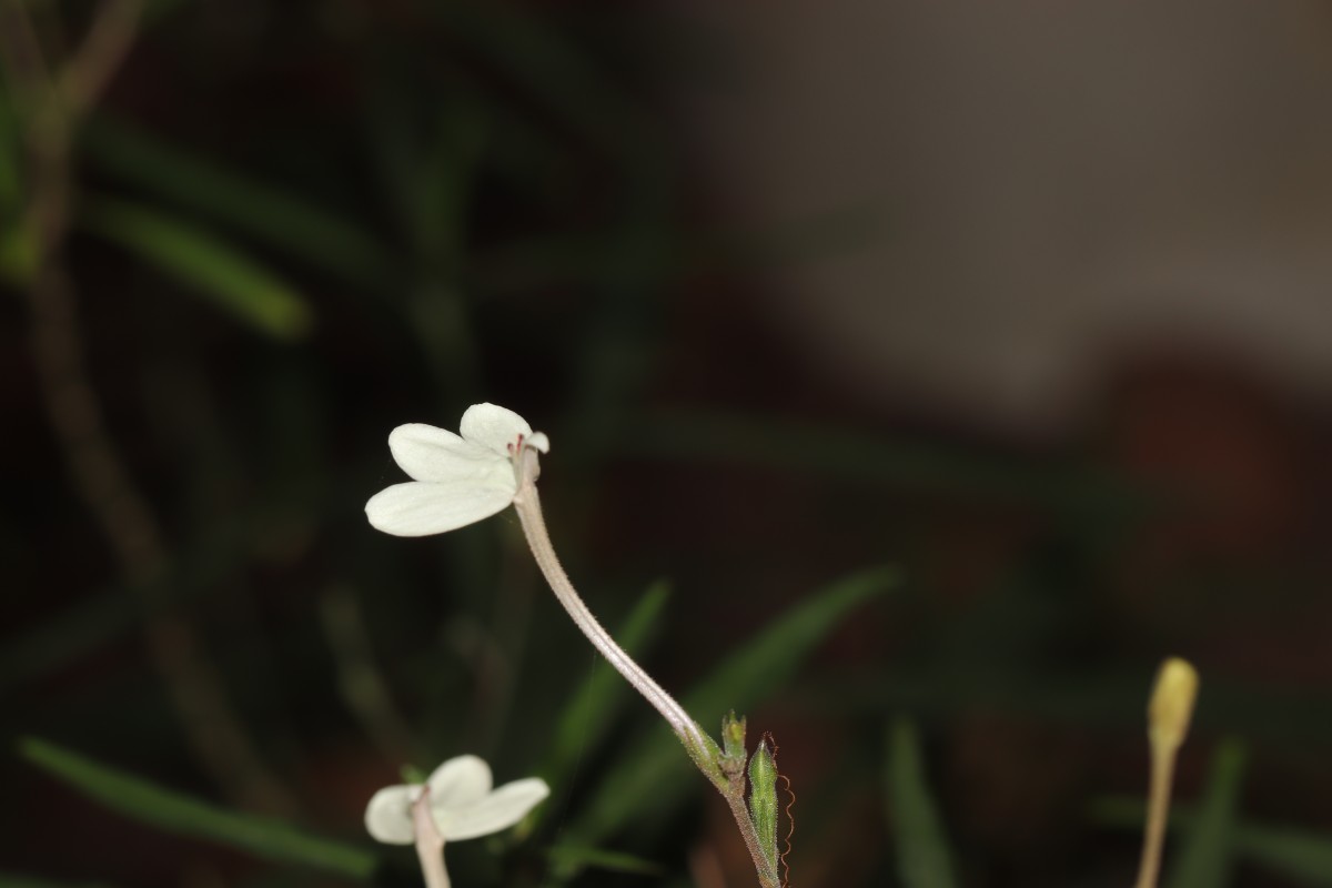 Rhinacanthus flavovirens Amaras. & Wijes.