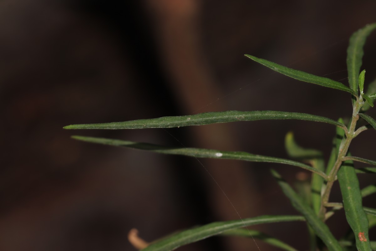 Rhinacanthus flavovirens Amaras. & Wijes.