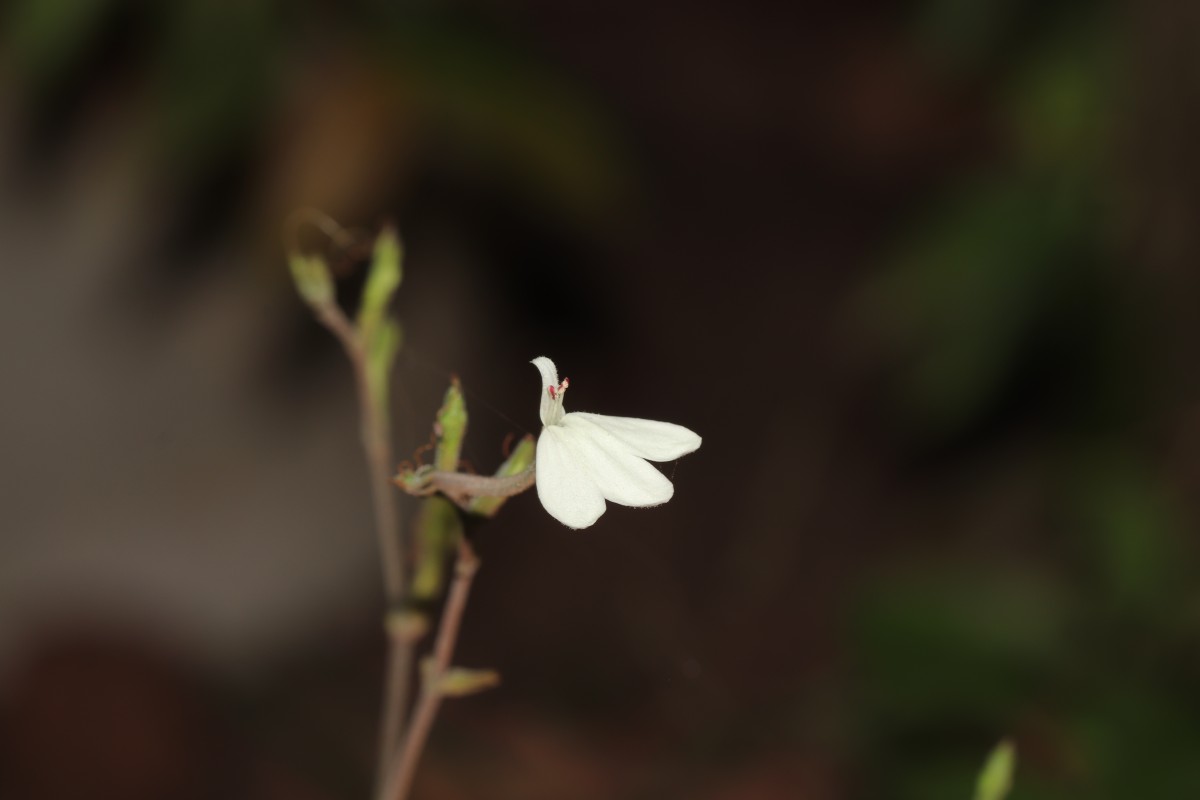 Rhinacanthus flavovirens Amaras. & Wijes.