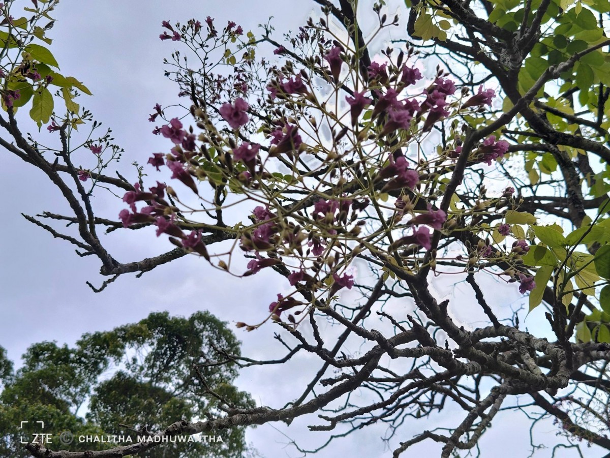 Stereospermum chelonoides (L.f.) DC.