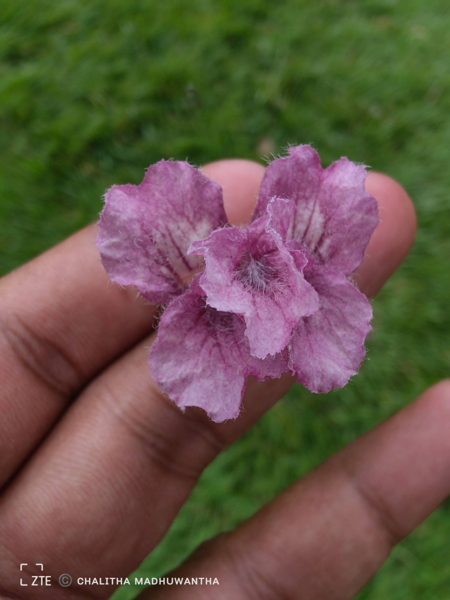 Stereospermum chelonoides (L.f.) DC.