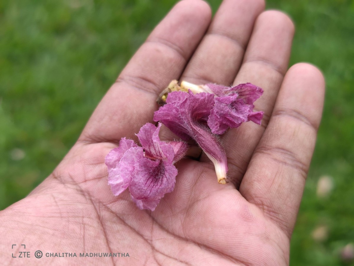 Stereospermum chelonoides (L.f.) DC.
