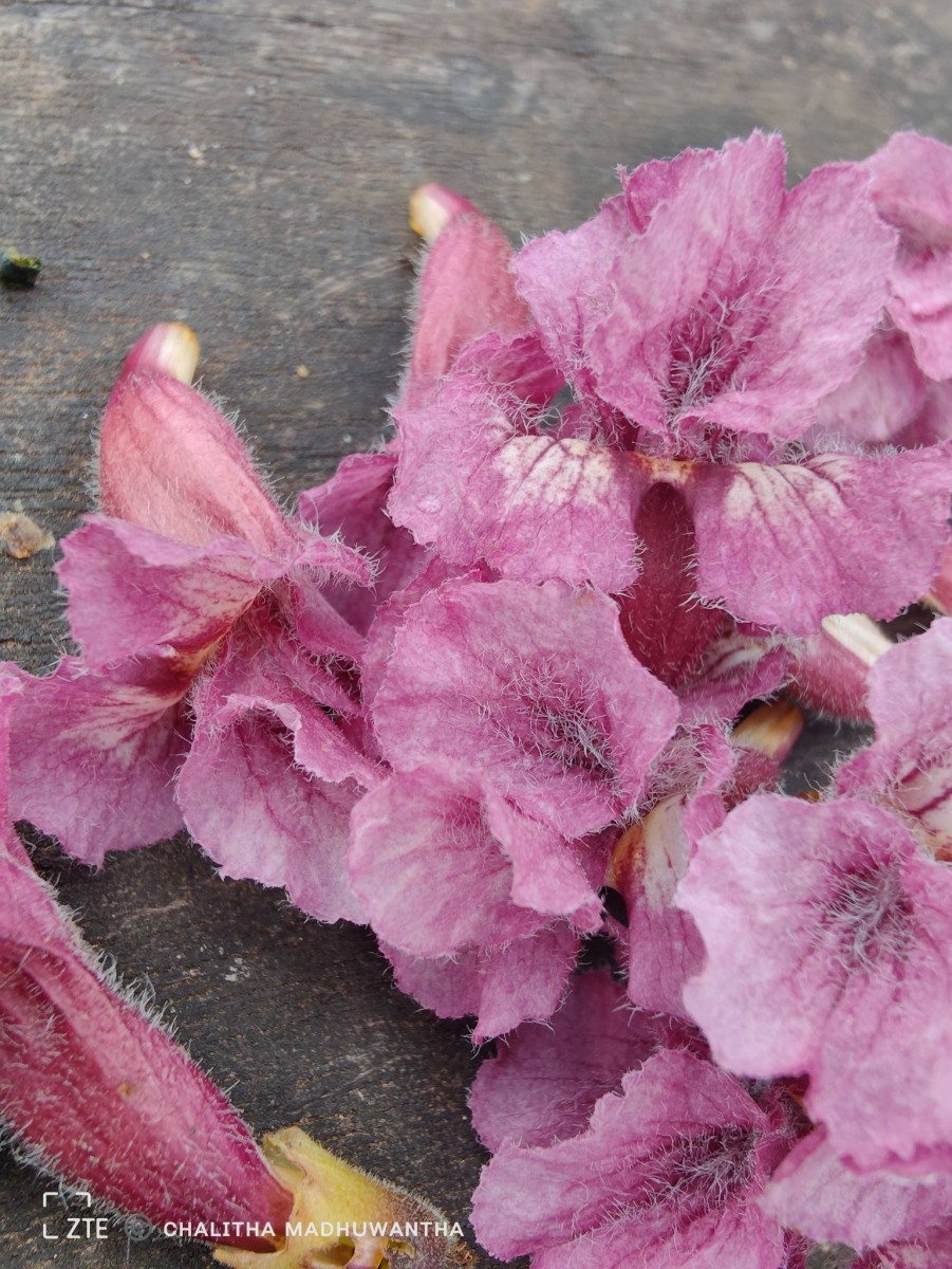 Stereospermum chelonoides (L.f.) DC.