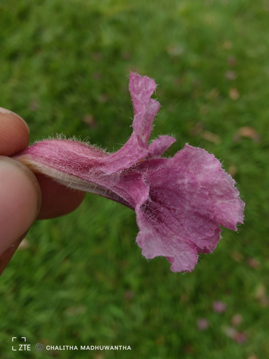 Stereospermum chelonoides (L.f.) DC.