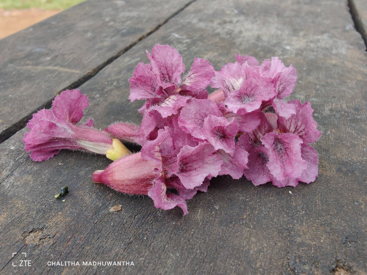 Stereospermum chelonoides (L.f.) DC.