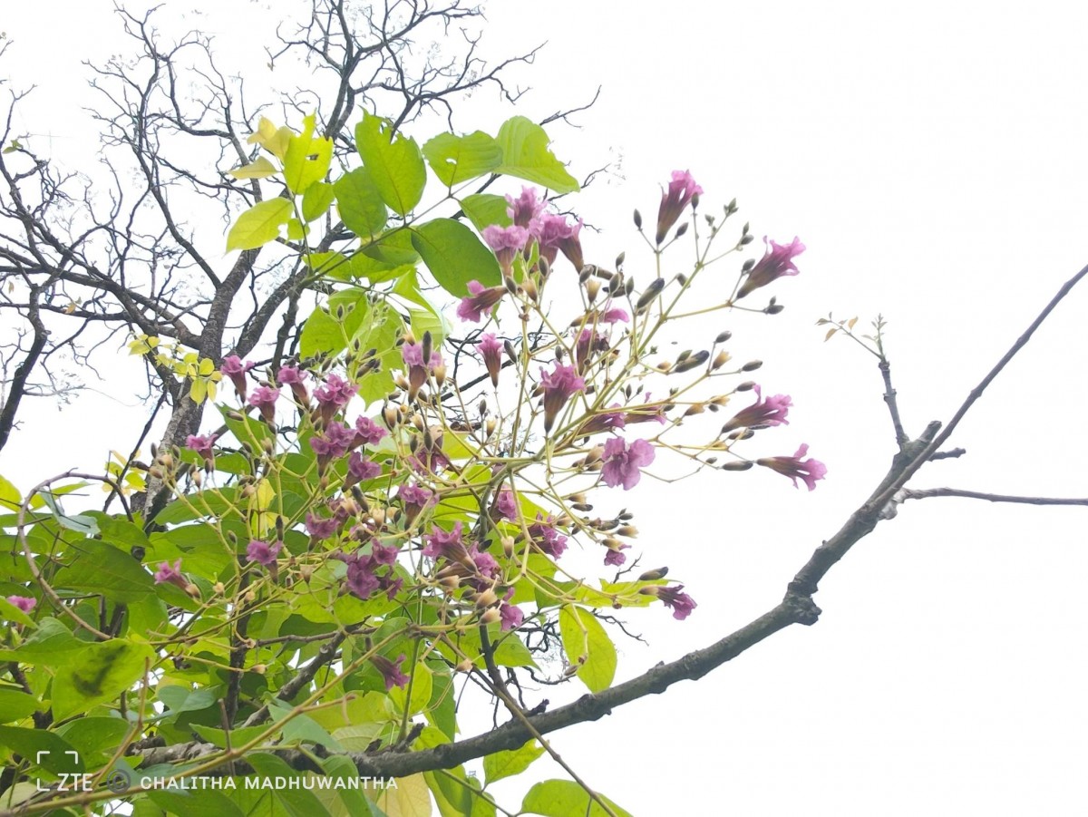Stereospermum chelonoides (L.f.) DC.