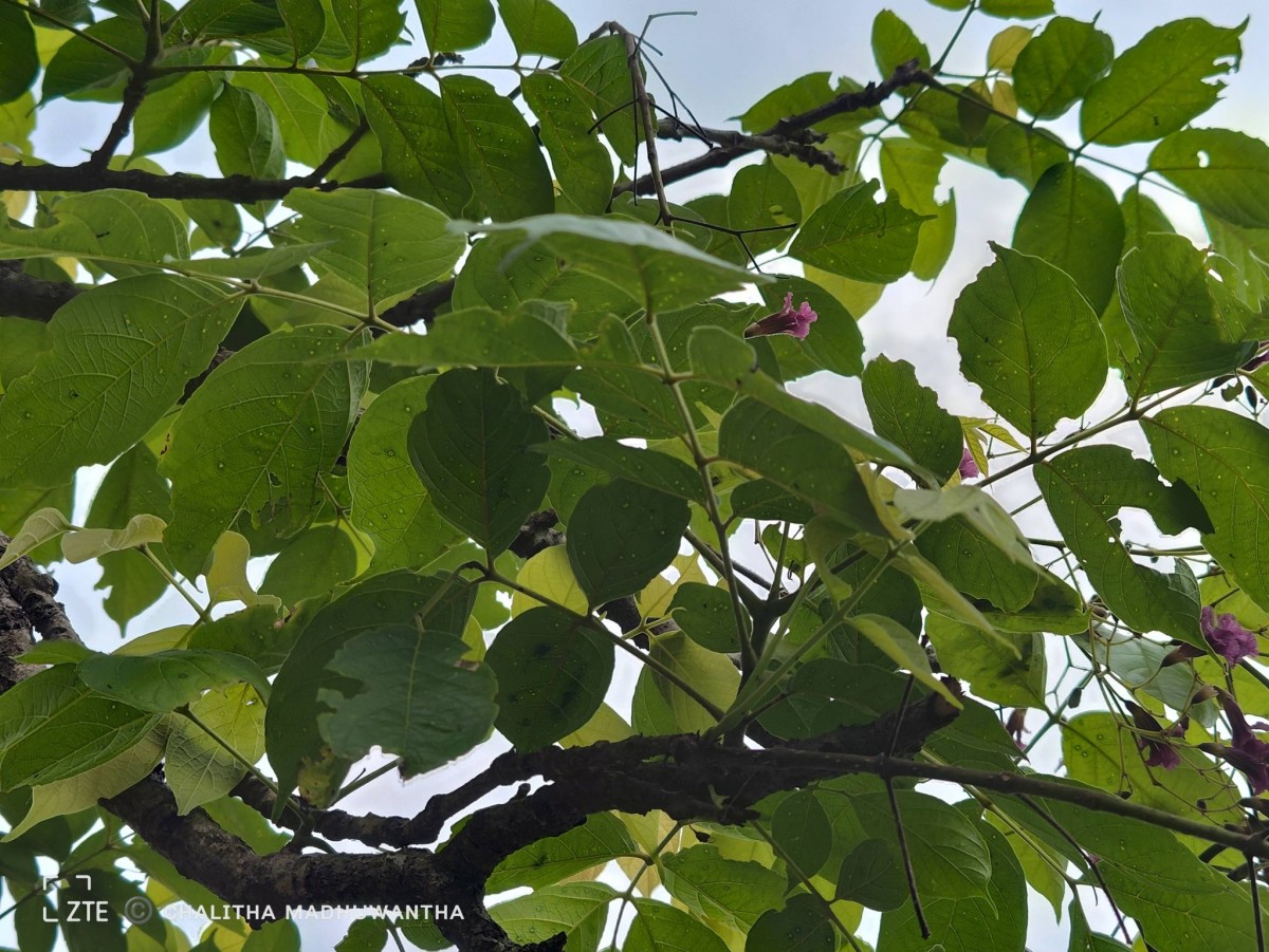 Stereospermum chelonoides (L.f.) DC.
