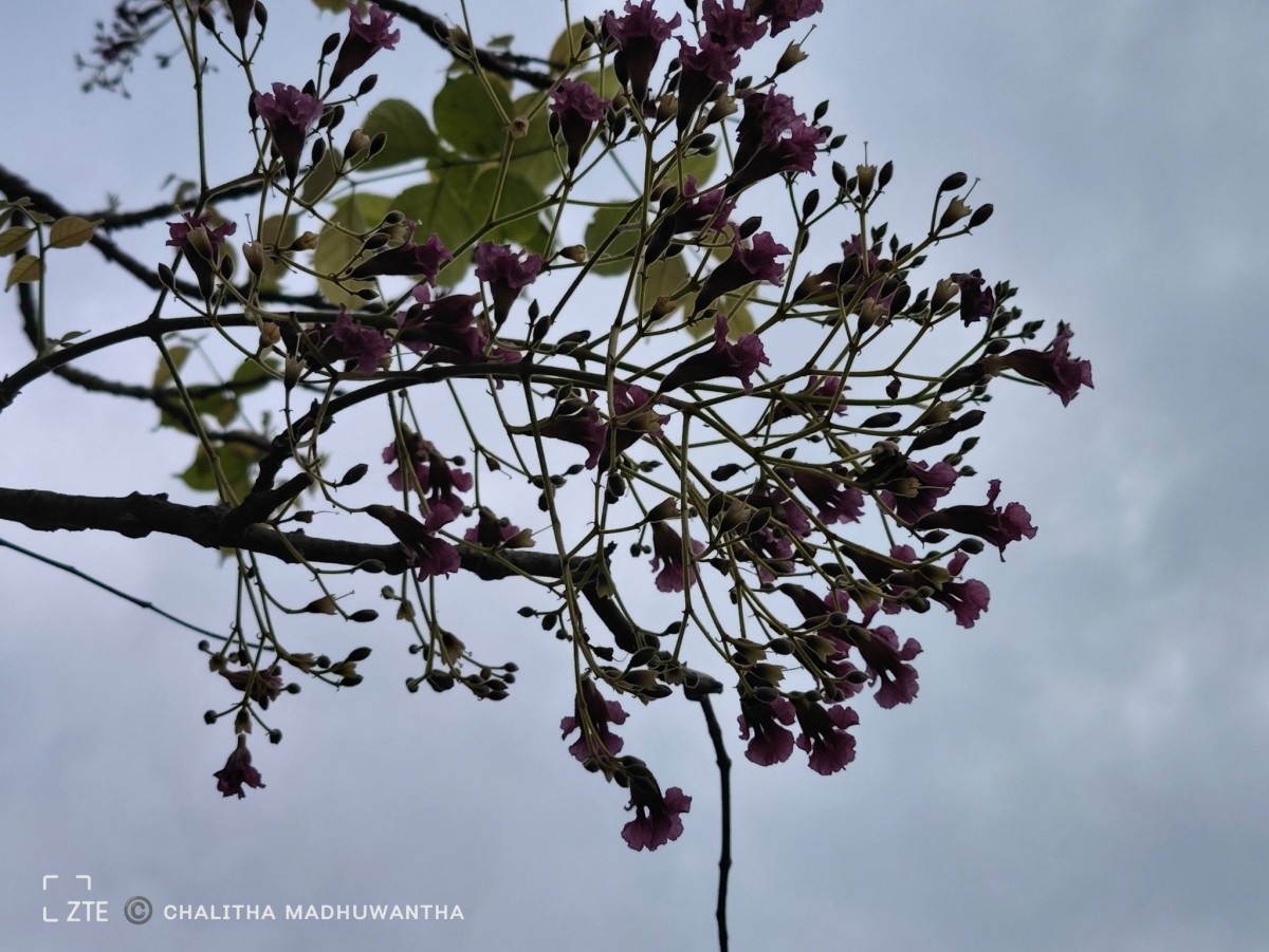 Stereospermum chelonoides (L.f.) DC.
