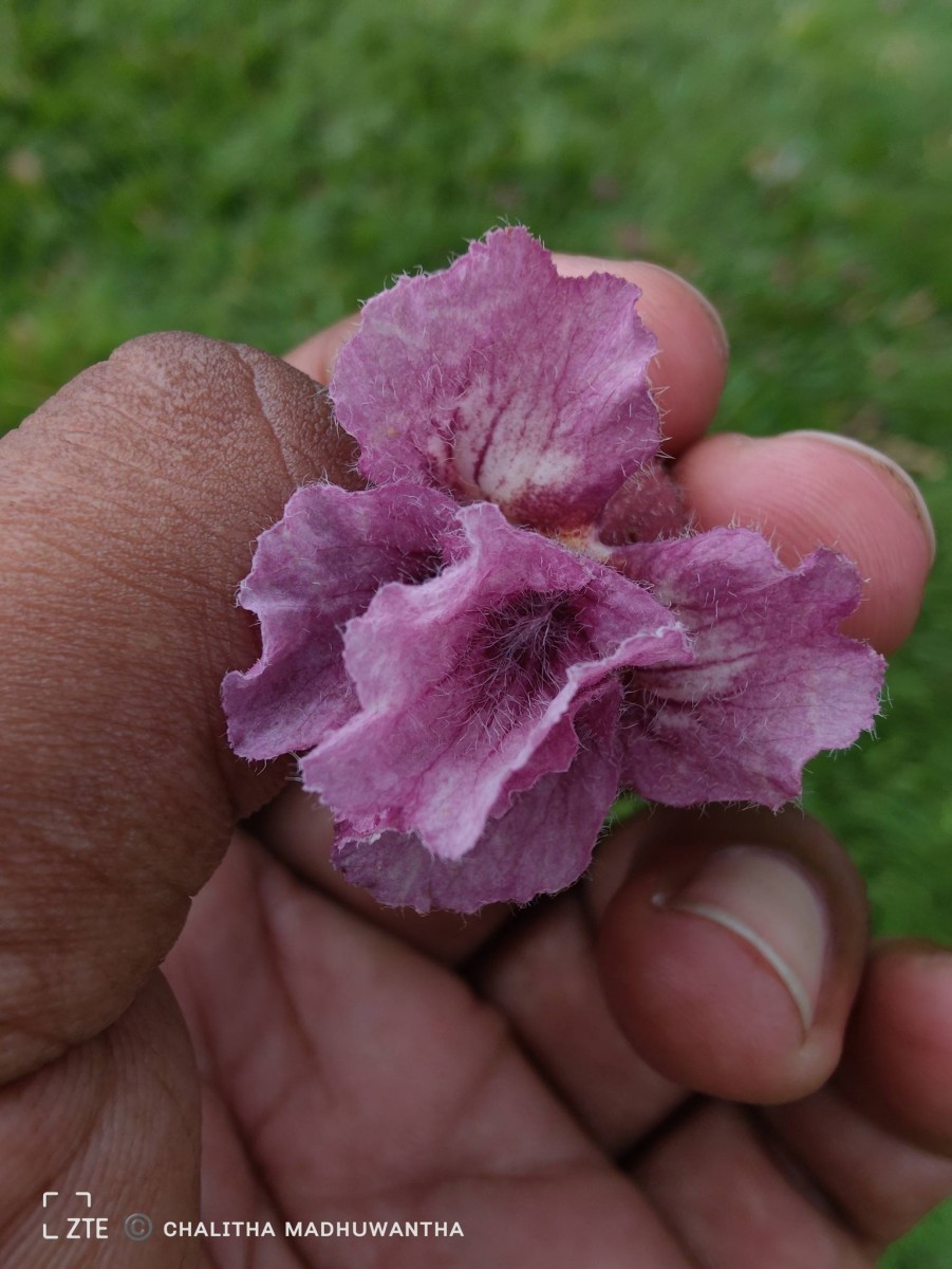 Stereospermum chelonoides (L.f.) DC.