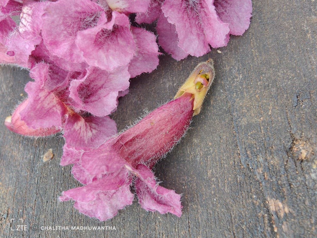 Stereospermum chelonoides (L.f.) DC.