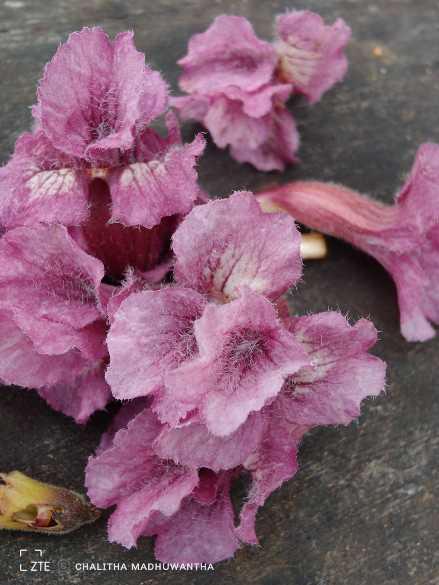 Stereospermum chelonoides (L.f.) DC.