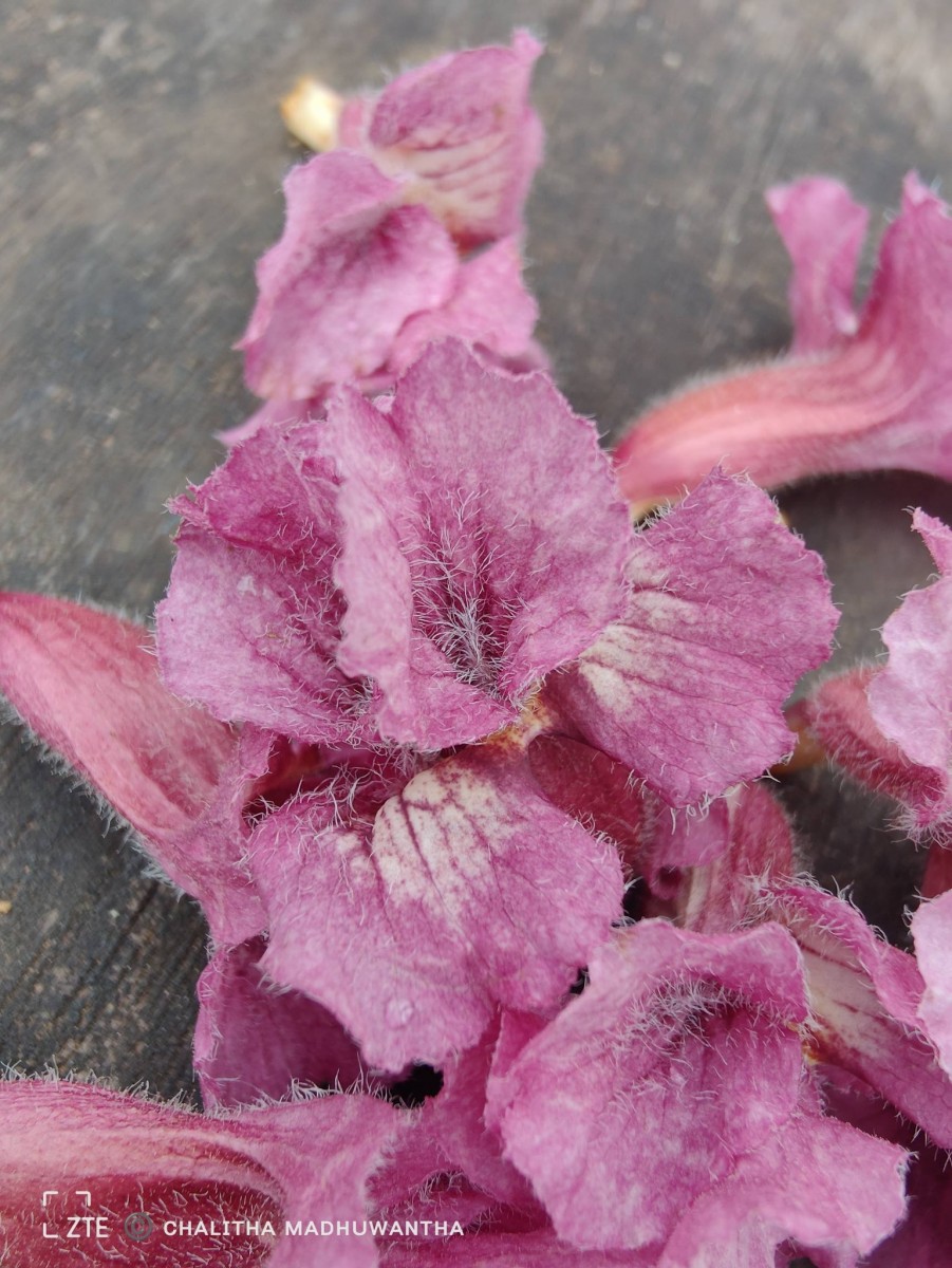 Stereospermum chelonoides (L.f.) DC.