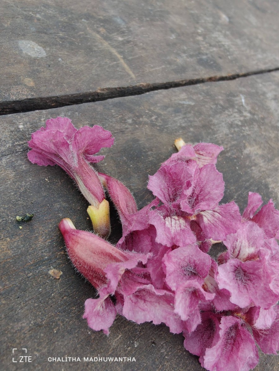 Stereospermum chelonoides (L.f.) DC.