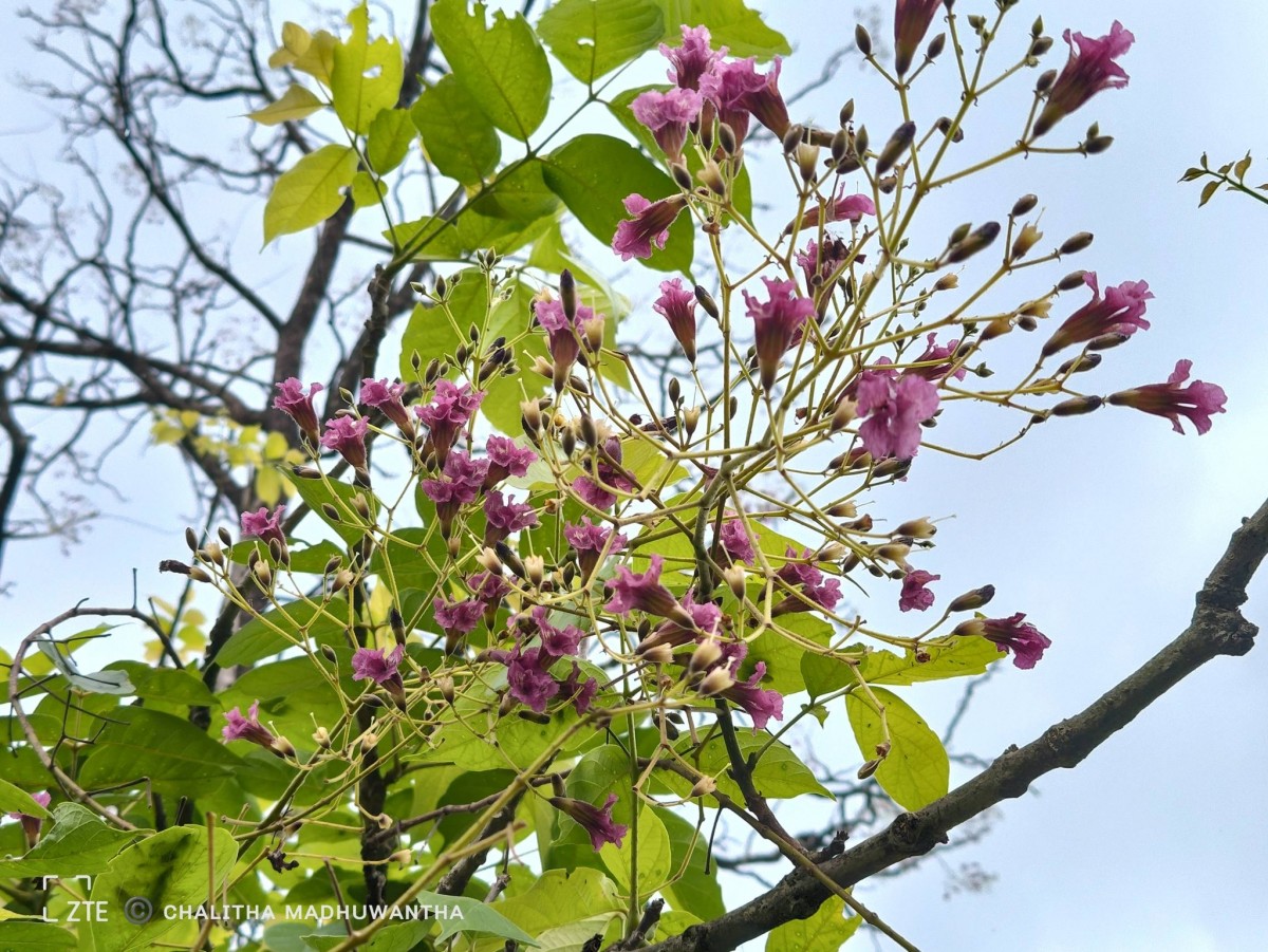 Stereospermum chelonoides (L.f.) DC.
