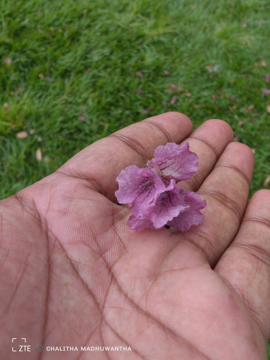 Stereospermum chelonoides (L.f.) DC.