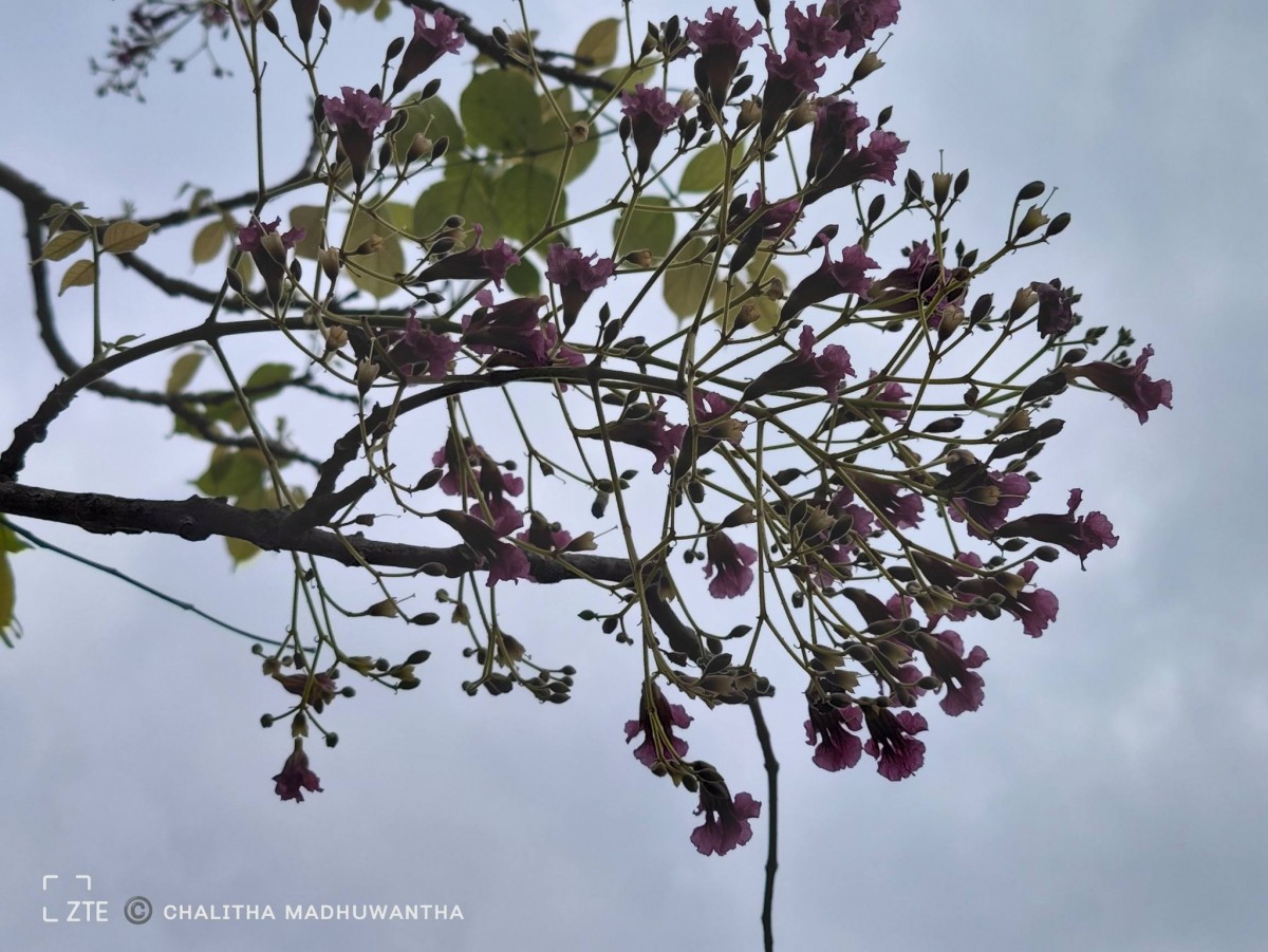 Stereospermum chelonoides (L.f.) DC.