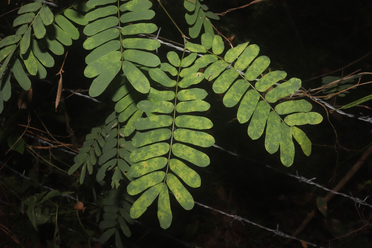 Abrus melanospermus Hassk