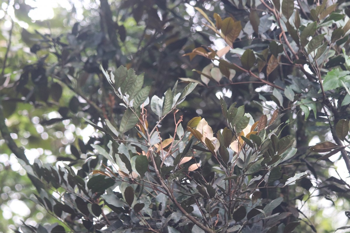 Aglaia apiocarpa (Thwaites) Hiern