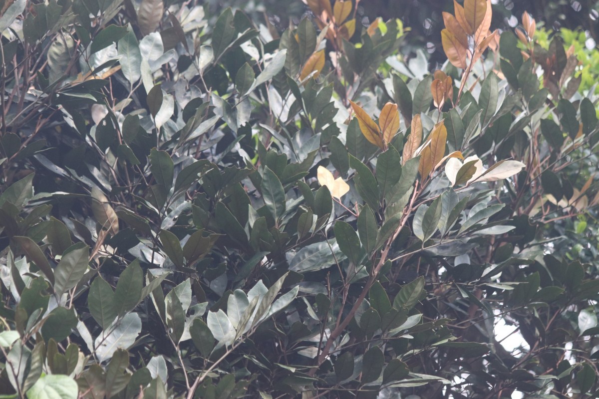 Aglaia apiocarpa (Thwaites) Hiern