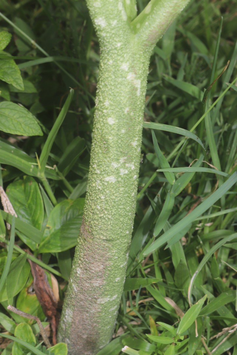 Amorphophallus paeoniifolius (Dennst.) Nicolson
