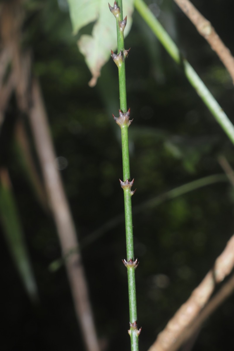 Calamus pseudotenuis subsp. pseudotenuis Becc.