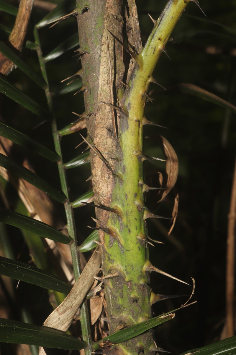 Calamus pseudotenuis subsp. pseudotenuis Becc.
