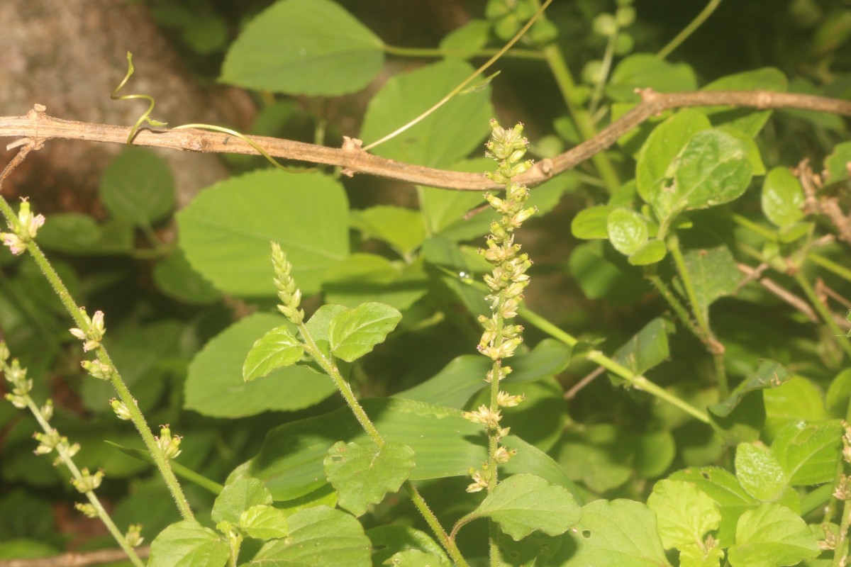 Celosia polygonoides Retz.