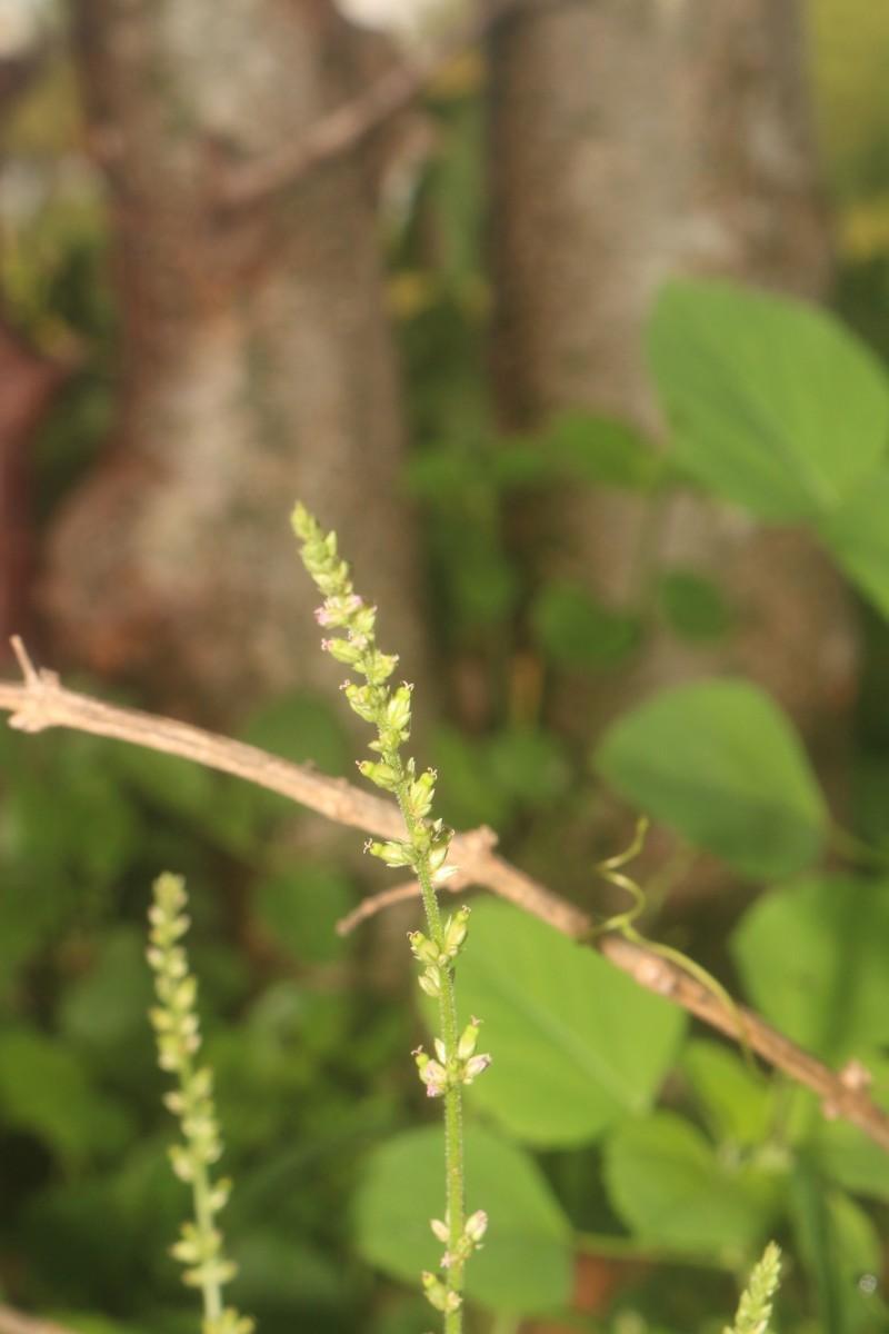 Celosia polygonoides Retz.
