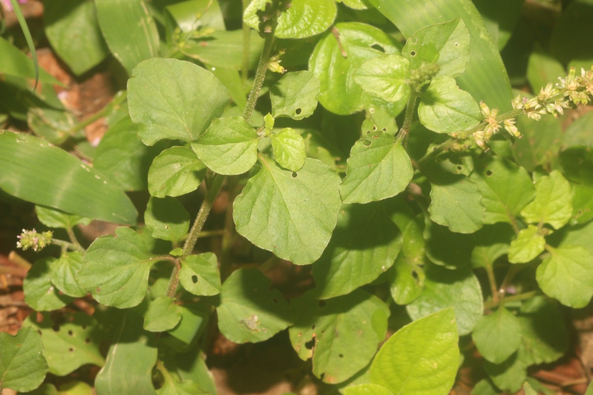Celosia polygonoides Retz.