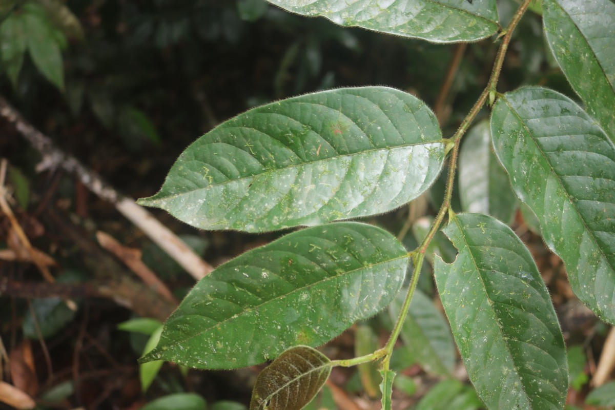 Chaetocarpus pubescens (Thwaites) Hook.f.