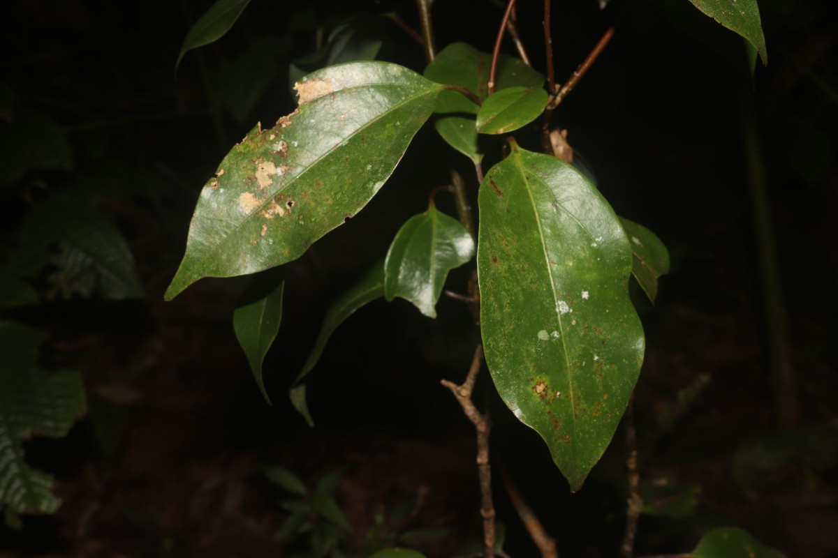 Cinnamomum litsaeifolium Thwaites