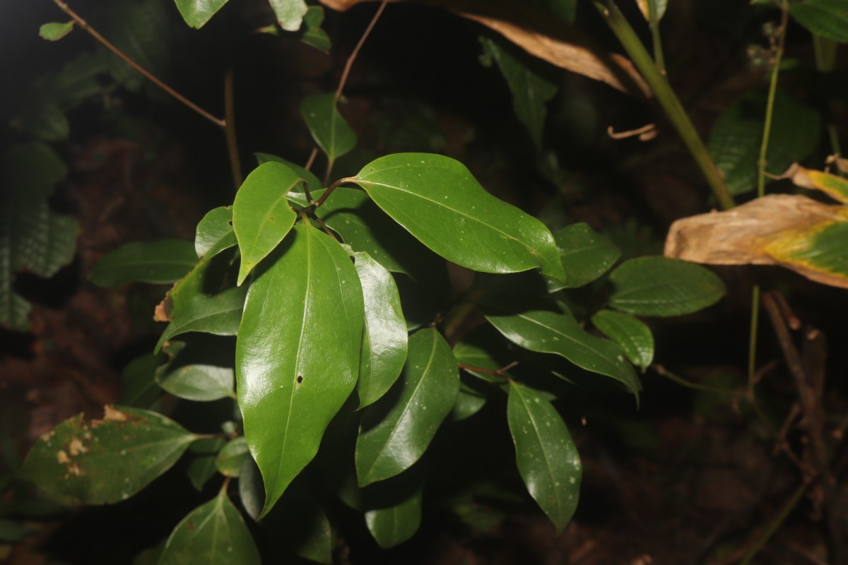 Cinnamomum litsaeifolium Thwaites