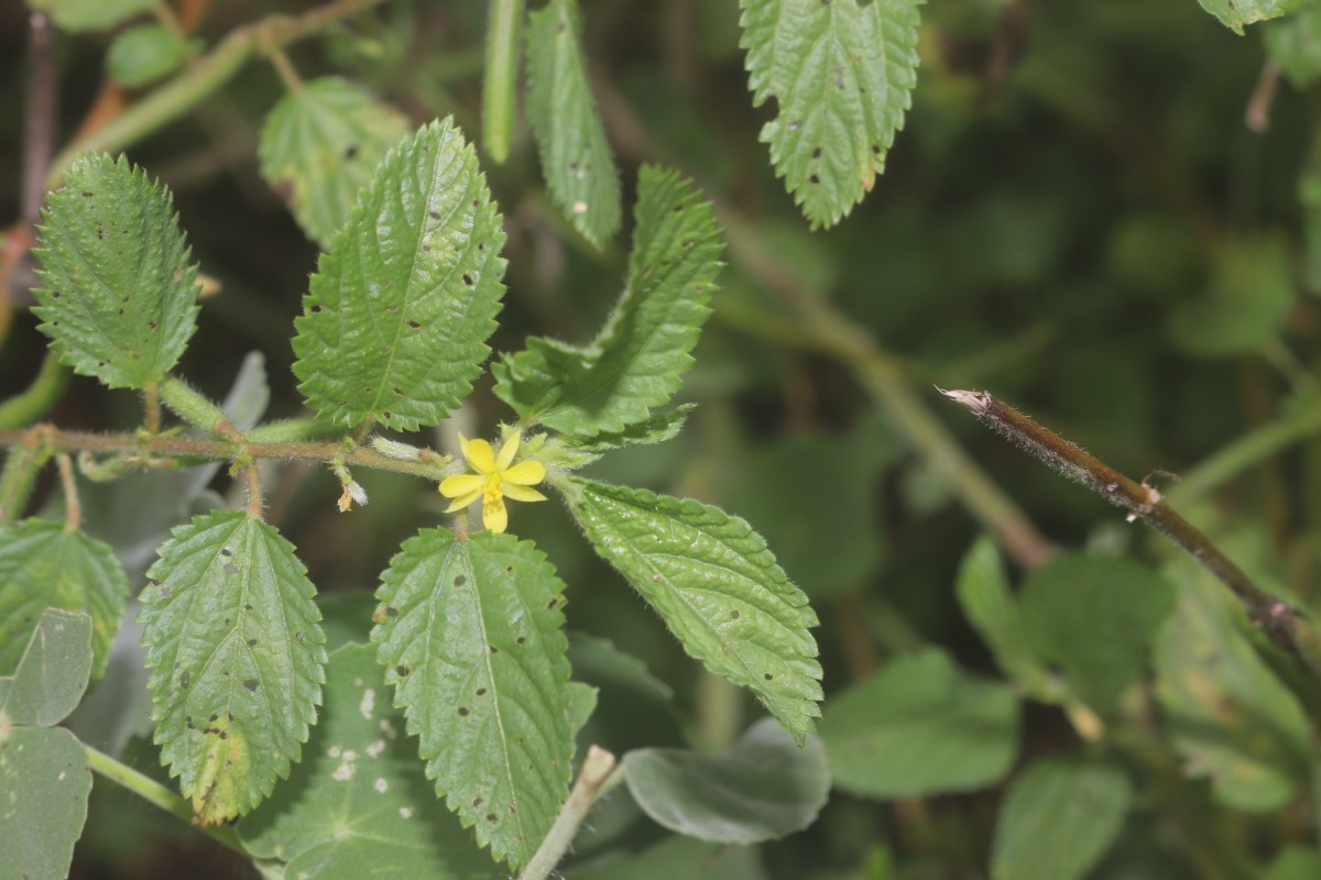 Corchorus urticifolius Wight & Arn.