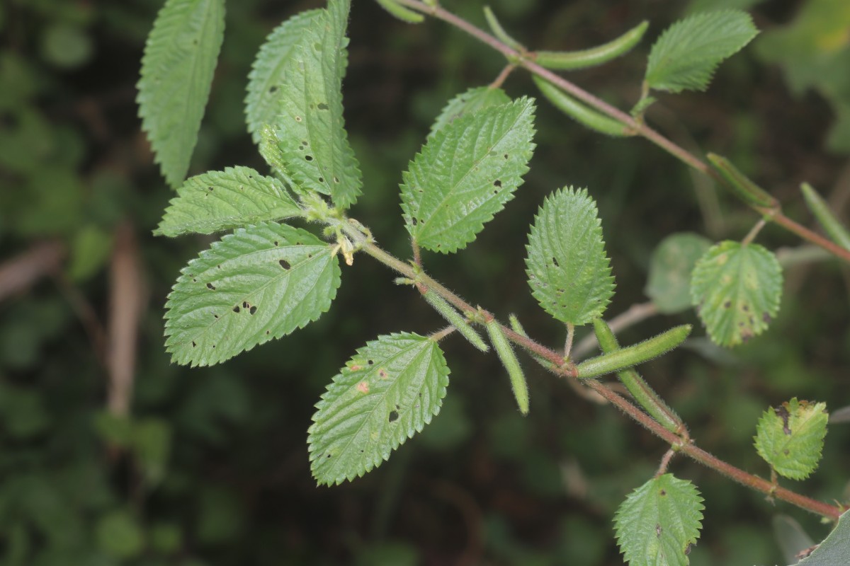 Corchorus urticifolius Wight & Arn.