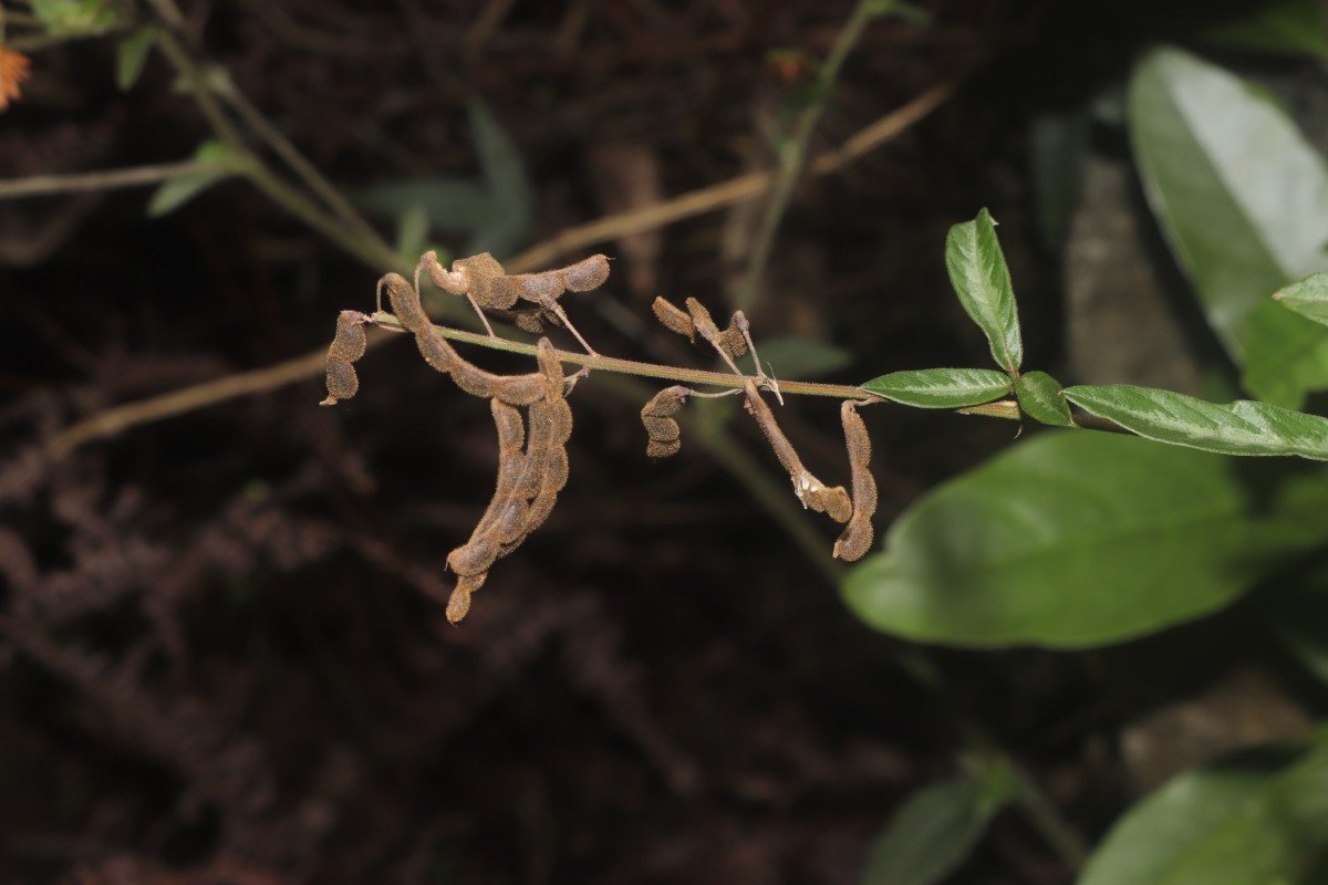 Desmodium uncinatum (Jacq.) DC.