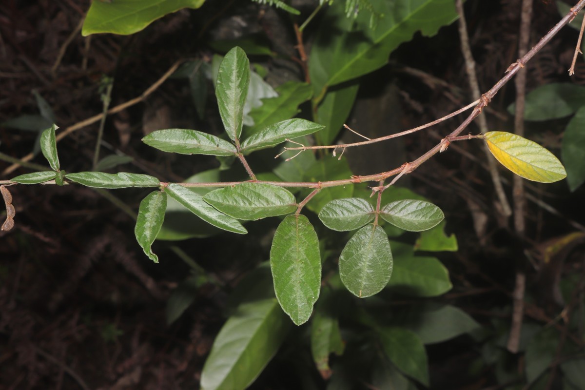 Desmodium uncinatum (Jacq.) DC.
