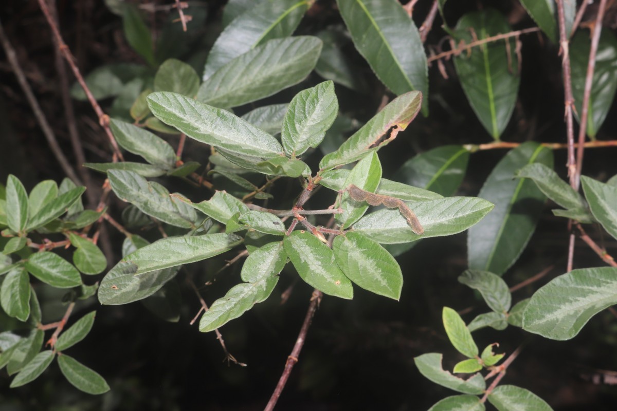 Desmodium uncinatum (Jacq.) DC.
