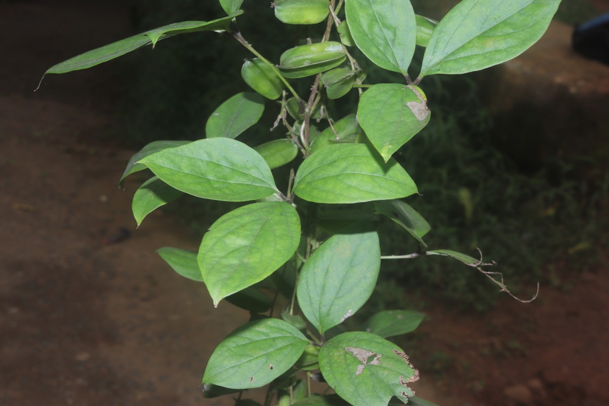 Dioscorea pentaphylla L.
