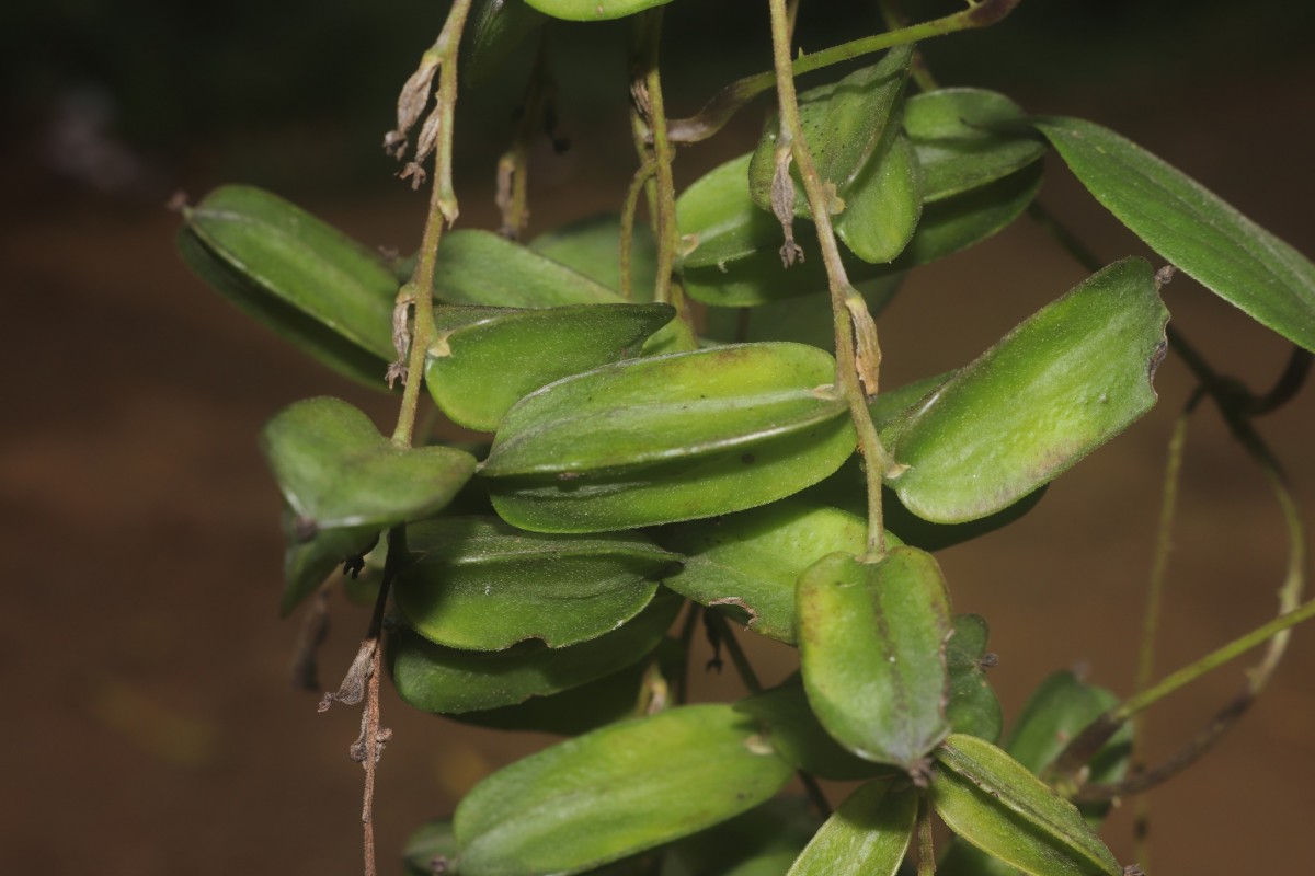 Dioscorea pentaphylla L.