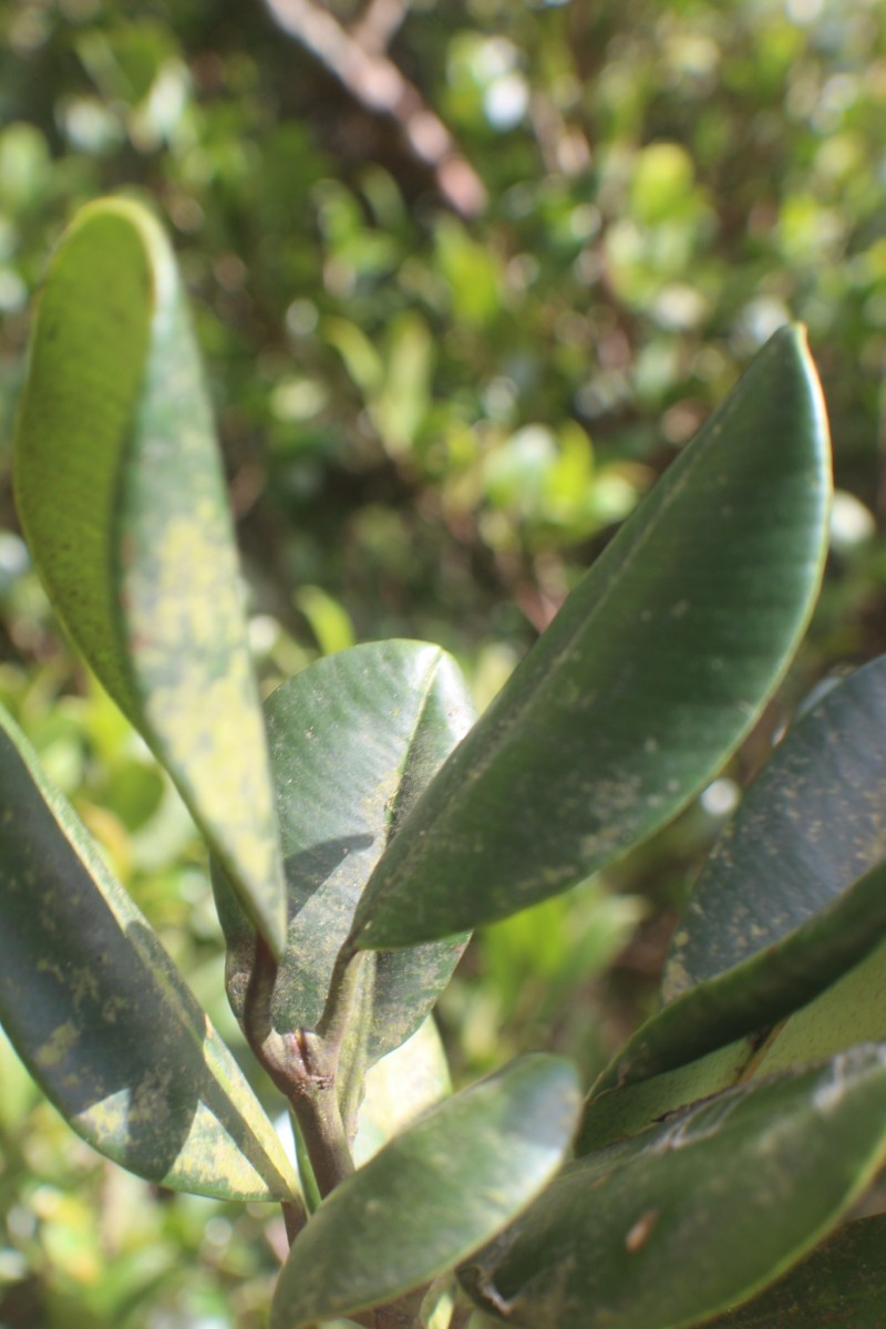 Garcinia echinocarpa Thwaites