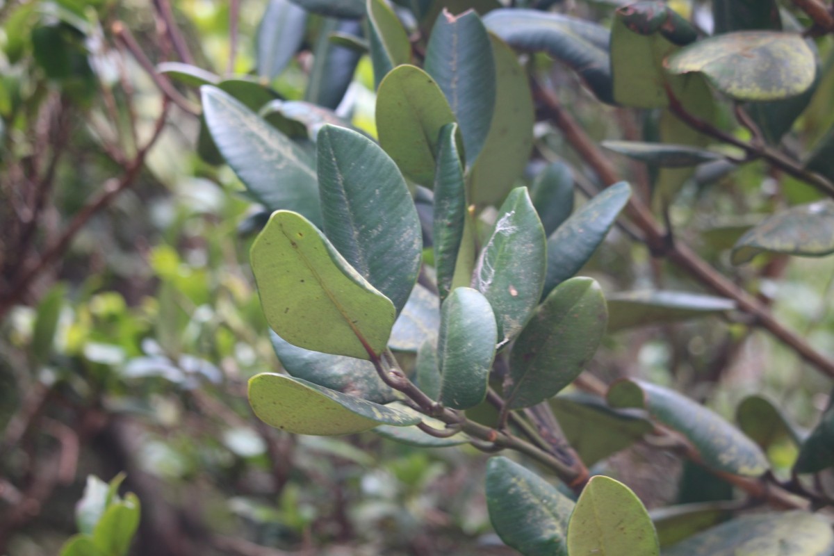 Garcinia echinocarpa Thwaites