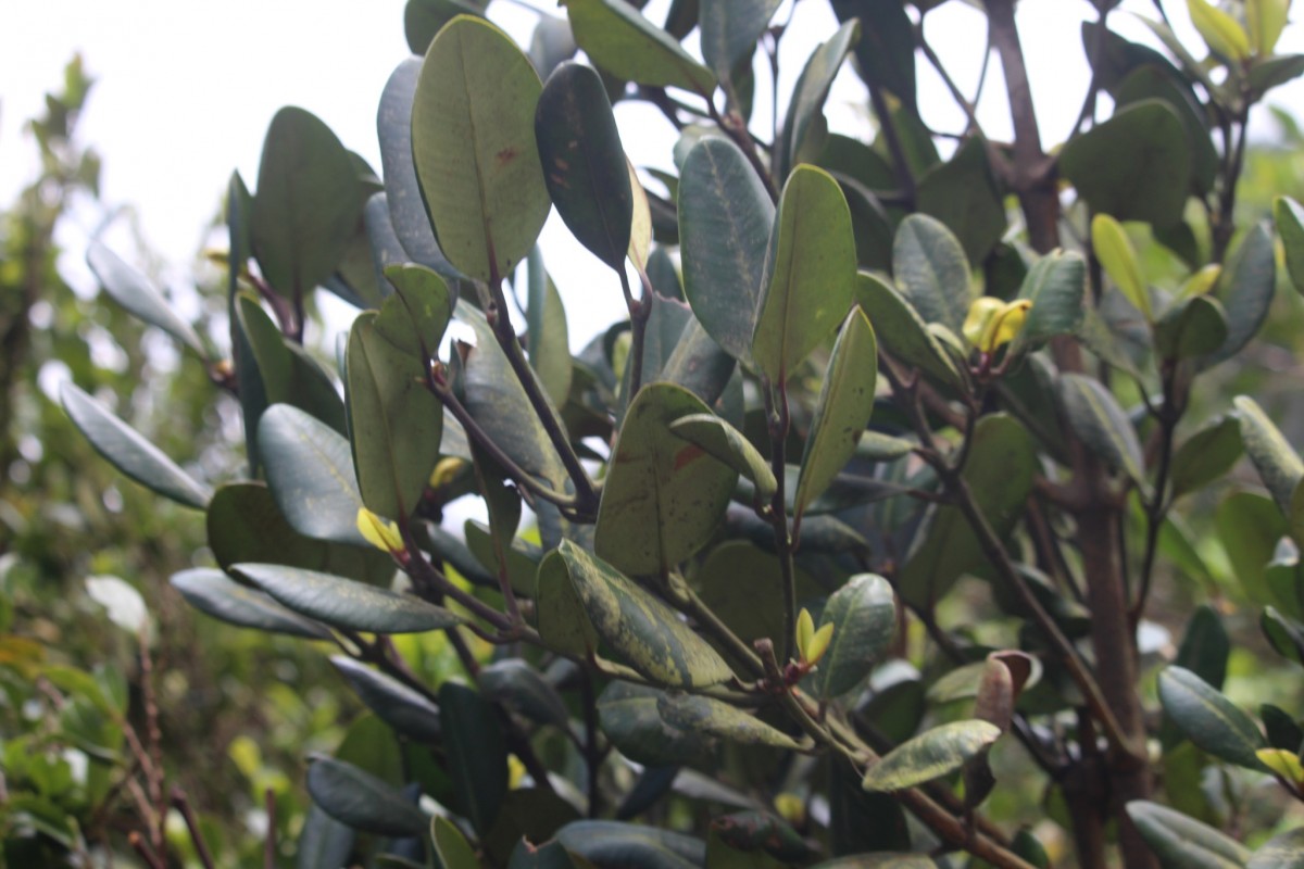 Garcinia echinocarpa Thwaites