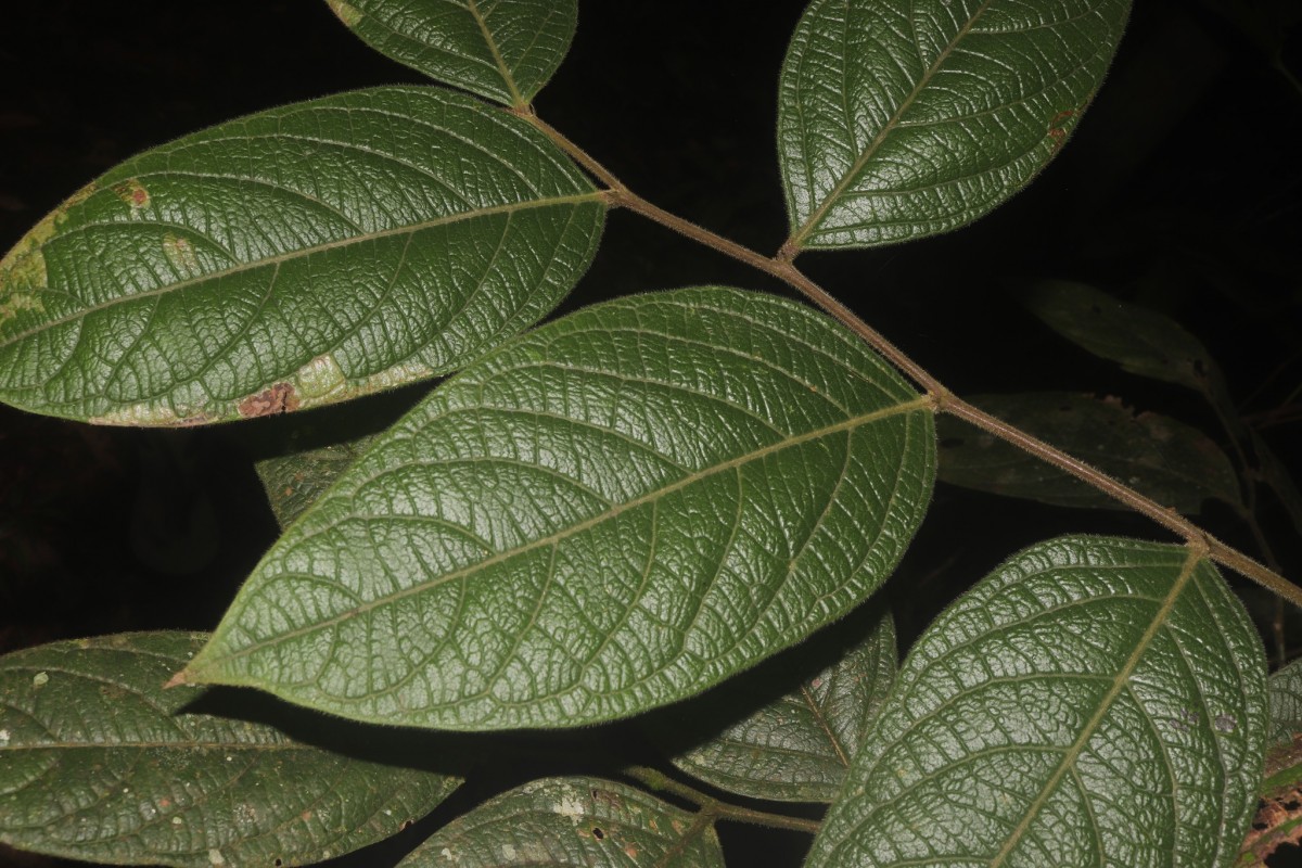 Glochidion moonii Thwaites 