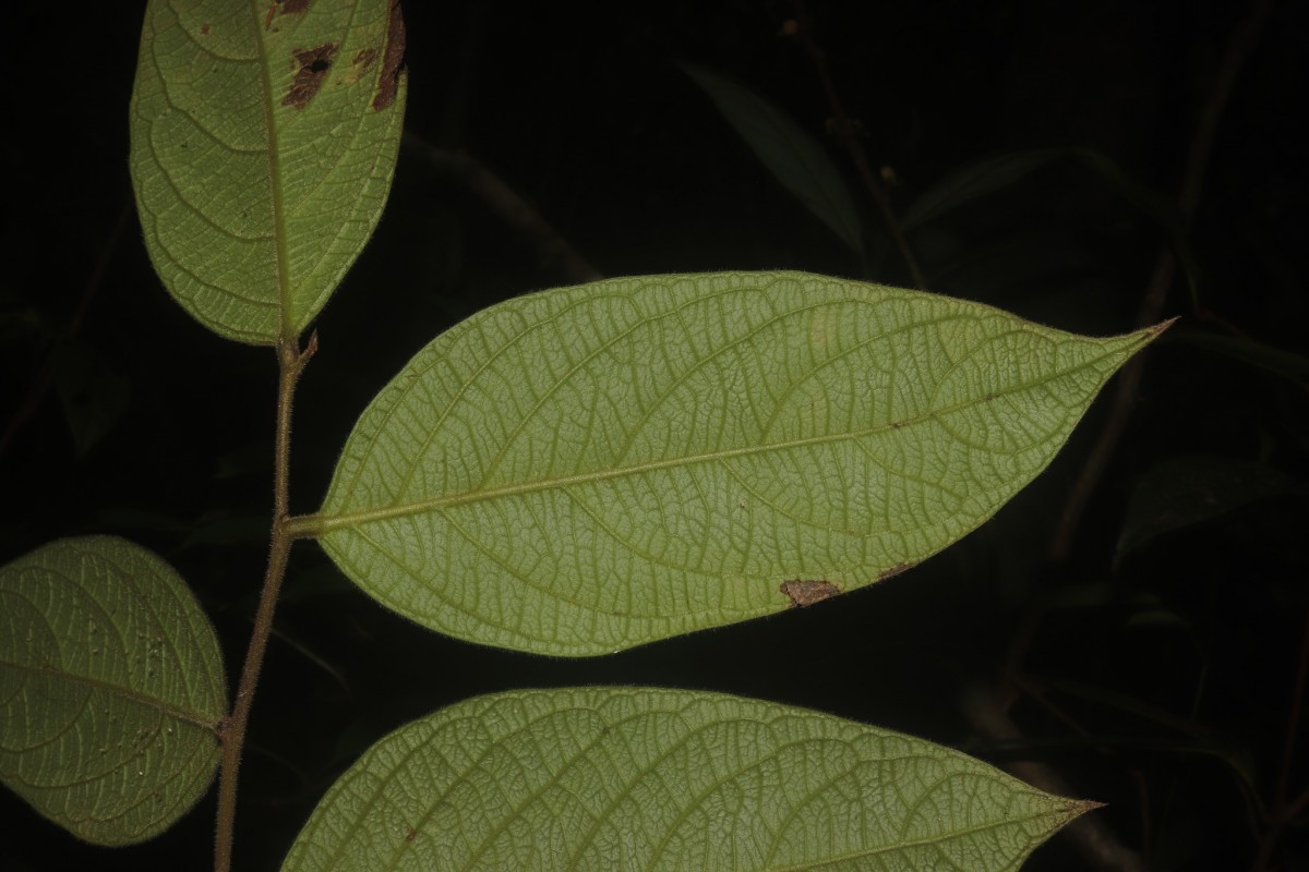 Glochidion moonii Thwaites 