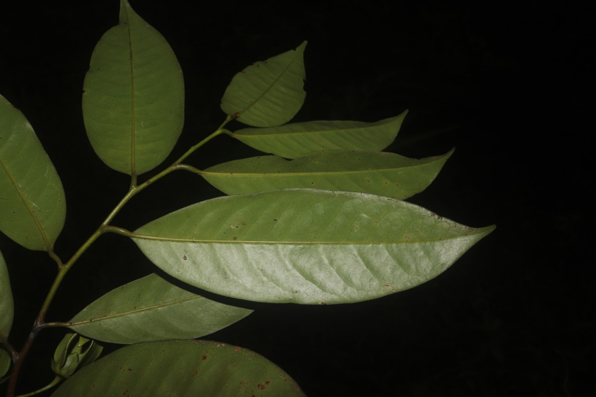 Goniothalamus thwaitesii Hook.f. & Thomson