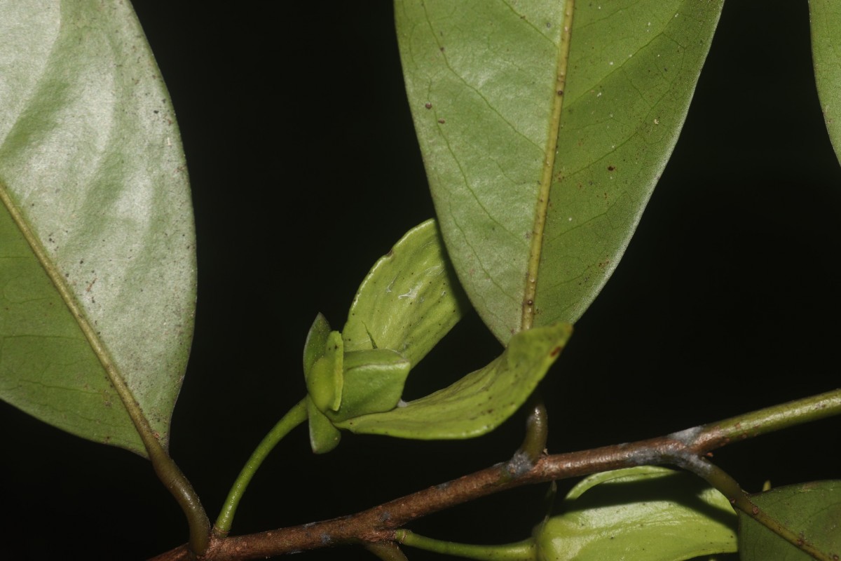 Goniothalamus thwaitesii Hook.f. & Thomson